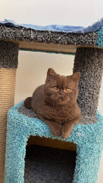 British Shorthair