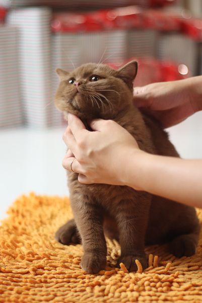 British Shorthair