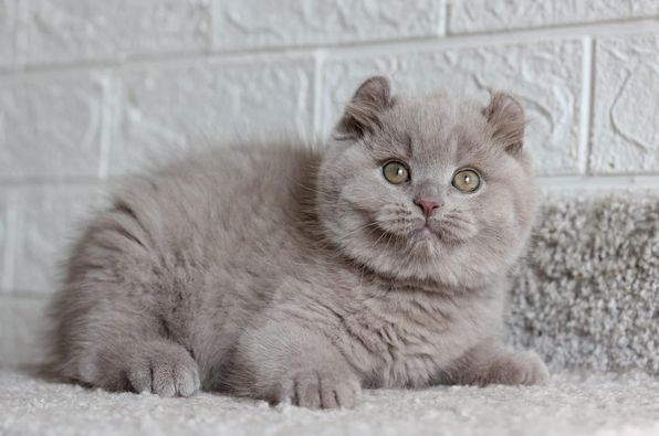 Kucing Terkecil