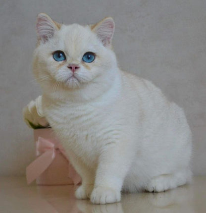 British Shorthair