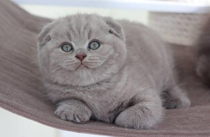 Scottish Fold