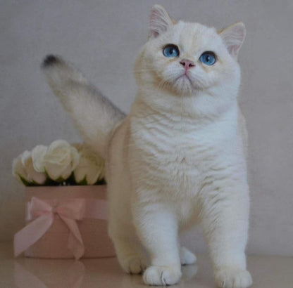 British Shorthair