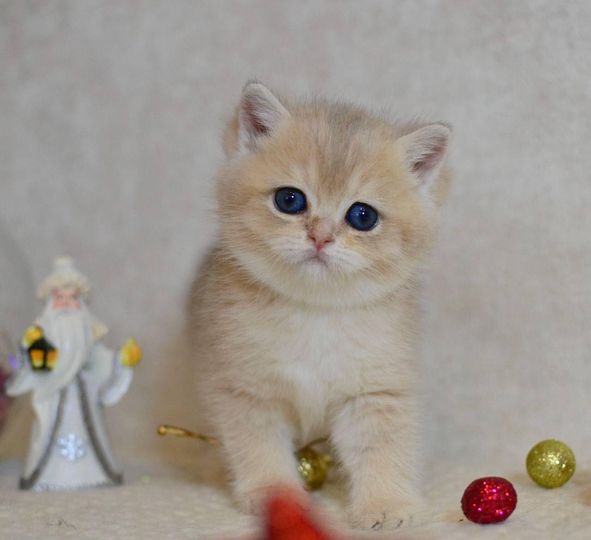 British Shorthair