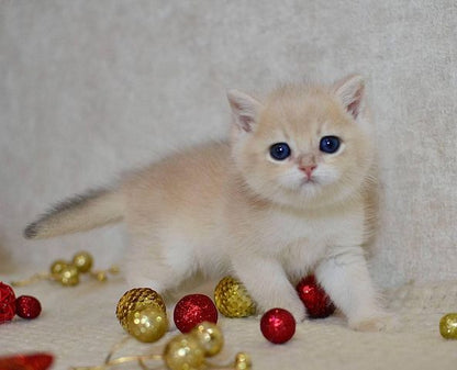 British Shorthair