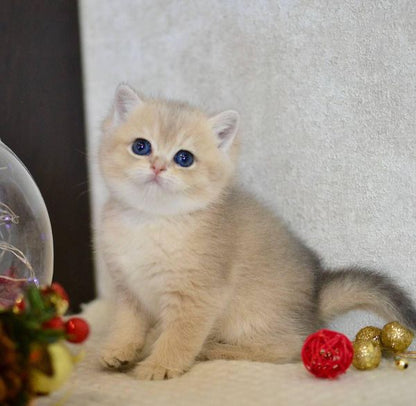 British Shorthair