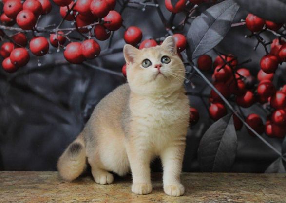 British Shorthair