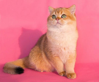 British Shorthair