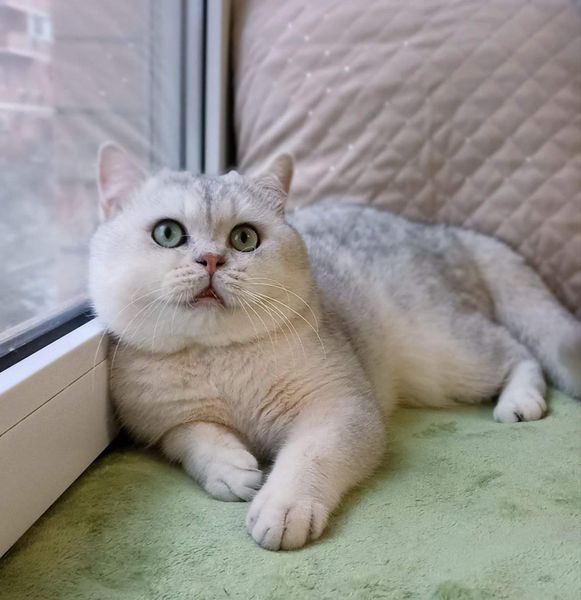 British Shorthair