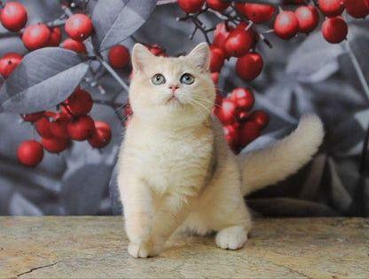 British Shorthair