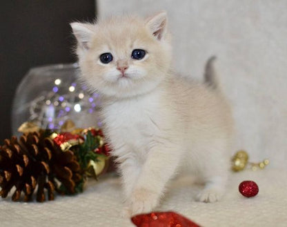 British Shorthair