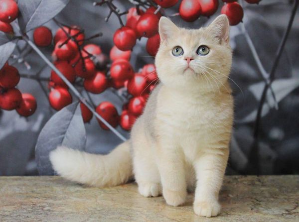 British Shorthair