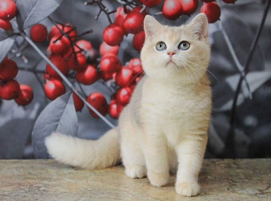 British Shorthair