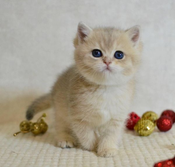 British Shorthair