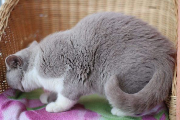 British Shorthair