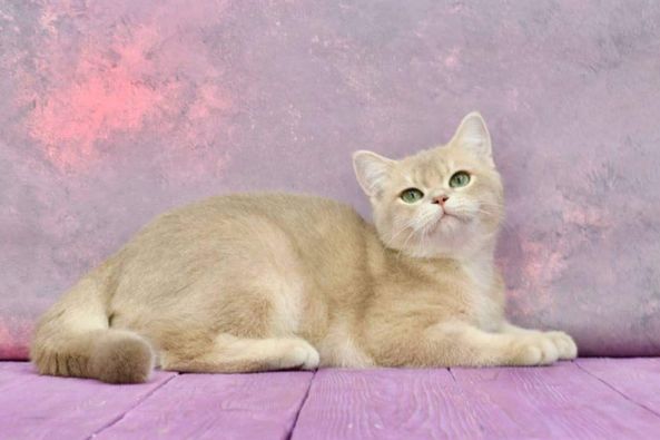 British Shorthair