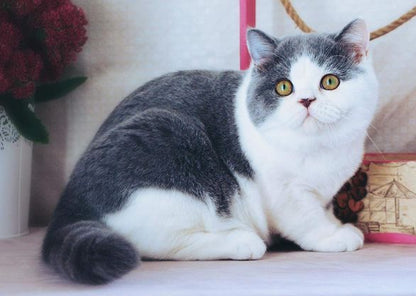 British Shorthair