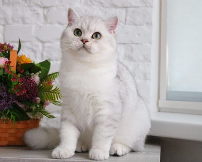 British Shorthair