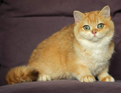 British Shorthair