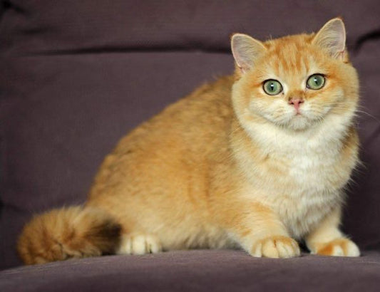 British Shorthair