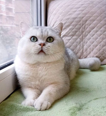 British Shorthair