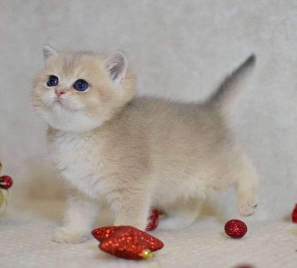 British Shorthair