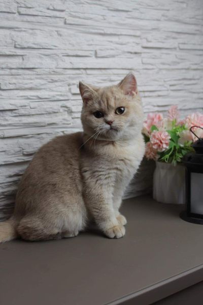 British Shorthair