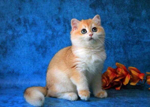 British Shorthair