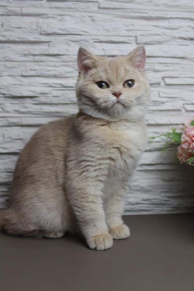 British Shorthair