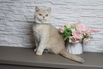 British Shorthair