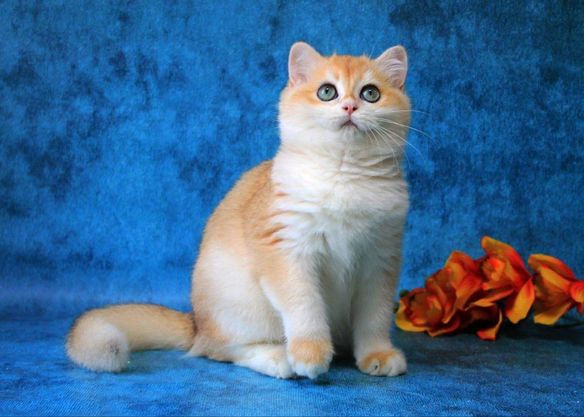 British Shorthair