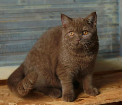 British Shorthair