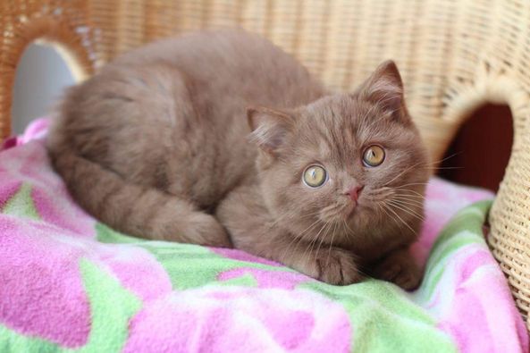 British Shorthair