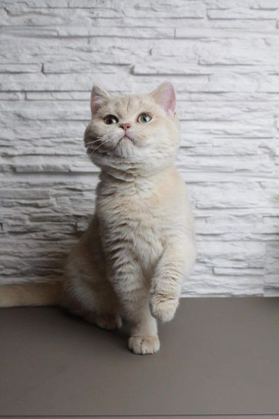 British Shorthair