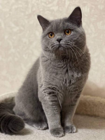 British Shorthair