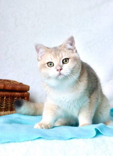 British Shorthair