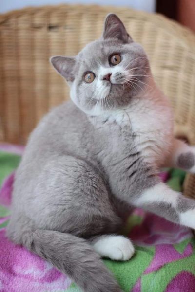 British Shorthair