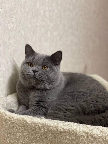 British Shorthair