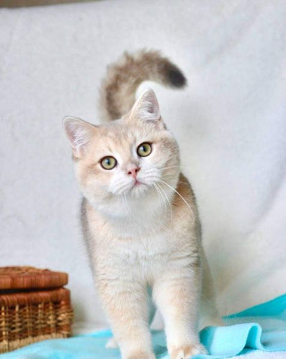 British Shorthair