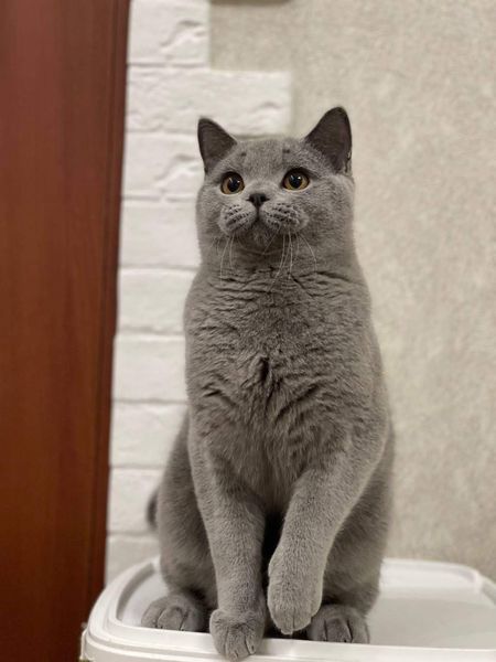 British Shorthair