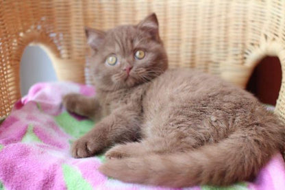 British Shorthair