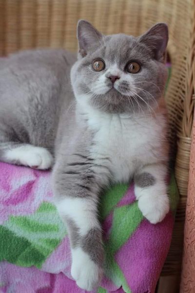 British Shorthair