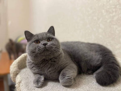 British Shorthair