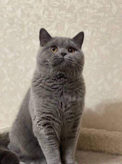 British Shorthair