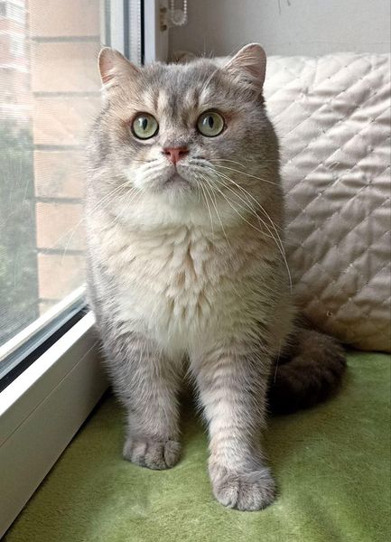 British Shorthair