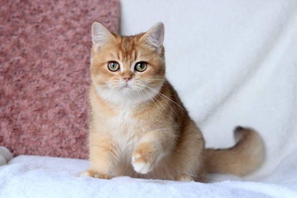 British Shorthair