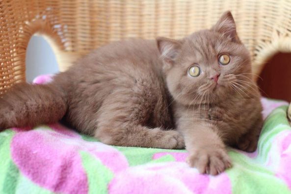 British Shorthair