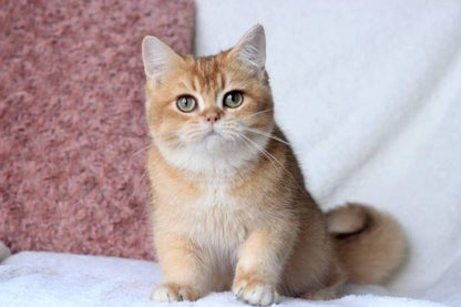 British Shorthair