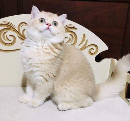 British Shorthair