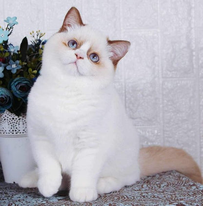 British Shorthair