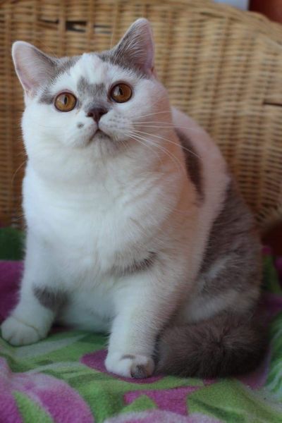 British Shorthair